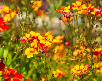 English Summer Garden Photo: Vivid Red, Yellow, Orange Flowers (Digital Download)