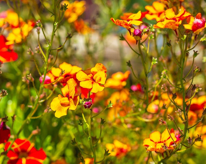 Vivid Summer Flowers Photo | Red, Yellow & Orange Blooms | England Download, garden and flower lover gift, Flower Decor Wall Print For Her
