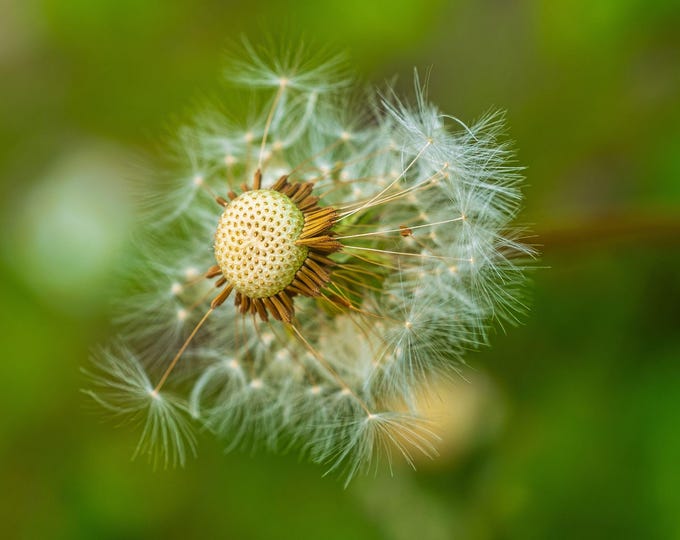Dandelion Instant Download Photo – Fine Art Nature Print – Nature Lover Autumn England Decor Print Abstract Wild Flower Photo