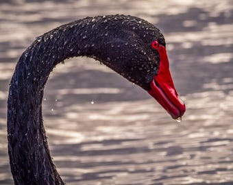 Black Swan Close-Up Photo: Red Beak, Water Droplets (Digital Download)