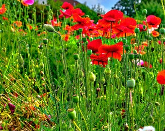 Red and Pink Poppies Photo Print: Devon Summer Wildflowers (Digital Download