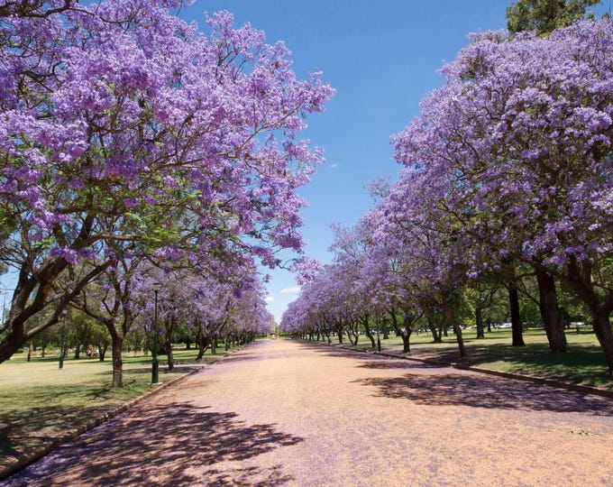 Jacaranda Avenue, Stunning Purple Blossoms, Outback Australia Photo Download