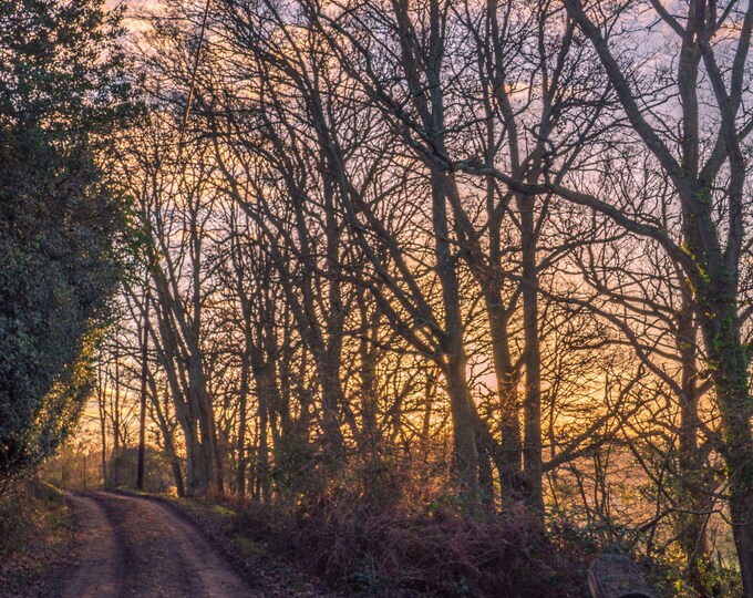 Winter New Forest Photo – Peaceful English Landscape Art | Instant Download Fine Art Print, Nature Wall Decor, Rustic Woodland Scene
