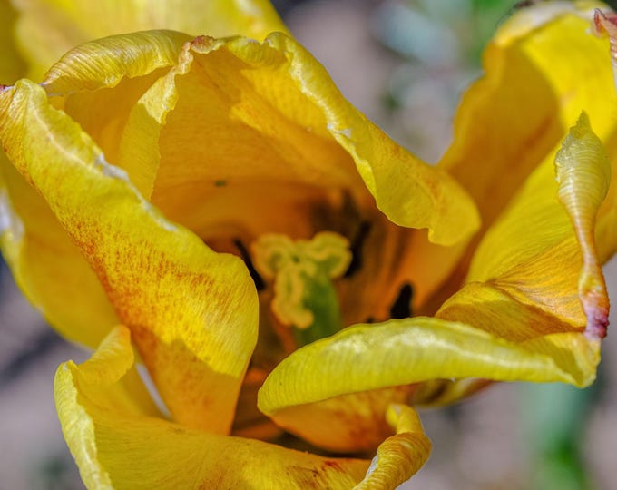 Macro Bright Yellow Eye Tulip Instant Download For Her – Fine Art Gift For Her Flower Lover Wall Art, Cottagecore Boho Decor