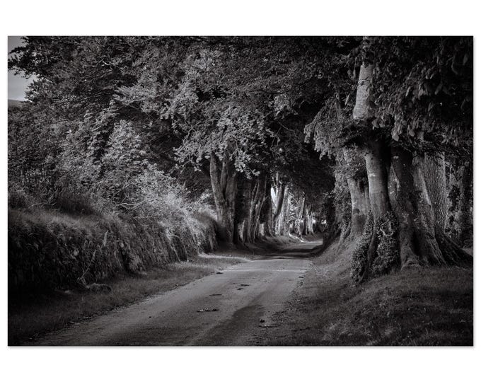 Dartmoor Woodland Lane Black & White Aluminium Wall Art
