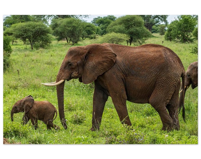 Elephant Mother and Calf Wildlife Aluminium Wall Art