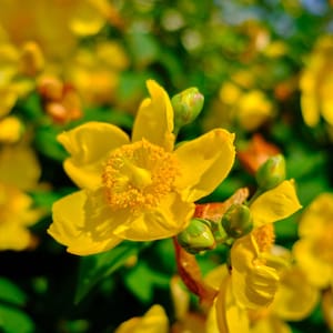 May include: Close-up of a bright yellow flower with a prominent yellow center. The flower is surrounded by other yellow flowers and green leaves.