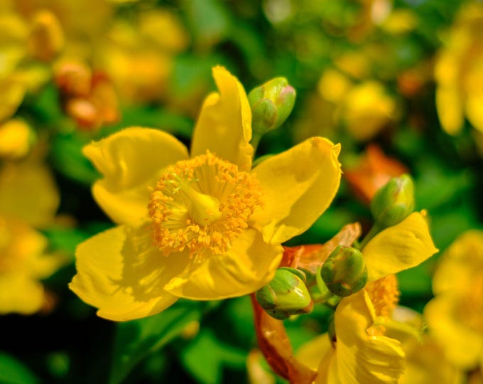 Yellow Hypericum Flower Photo , Bright Summer Garden Wall Art Instant Download, Gift for Her, Nature Print , Cottage Art Decor