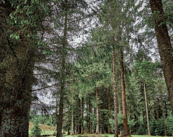 Dartmoor Pine Woods Photo Print: Devon Landscape Wall Art (Digital Download)