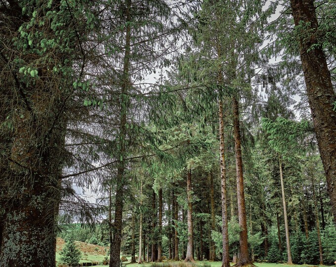 Majestic Pine Woods Photo Download – Dartmoor National Park, Devon Landscape Fine Art, Cottage Boho Wall Decor Gift