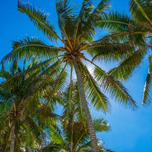 Könnte beinhalten: Eine Ansicht von unten auf hohe Palmen mit grünen Blättern vor einem strahlend blauen Himmel.