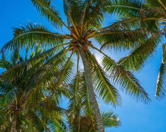 Palm Trees Photo Print: Sun Glint, Blue Sky Wall Art (Digital Download)