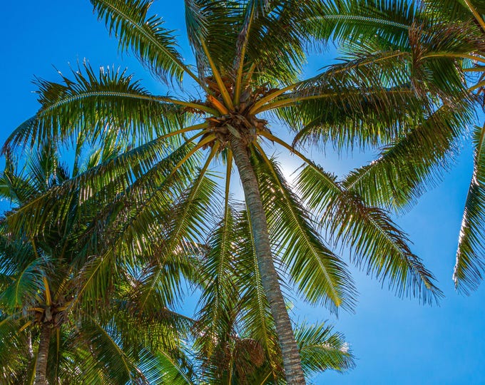 Palm Tree Sunlit Palm Leaves Photo Download, Blue Sky Wall Art, Traveller Gift Australia Tropical Nature Lover, High Res Fine Art