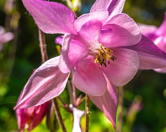 Pink Clematis Flower Photo Print: Botanical Garden Wall Art (Digital Download