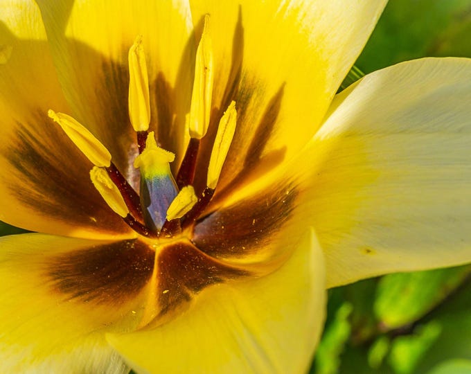 Photo of Elegant Yellow Water Lily Tulip Photo Download – Fine Art Botanical Print, Boho Wall Decor Gift for Flower Lovers, high res