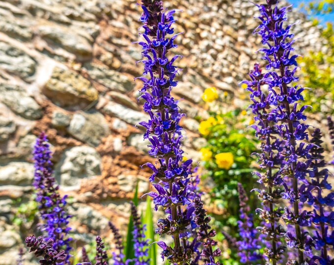 Blue Meadow Sage Photo – Rustic Floral Wall Art | Instant Download, Brick Wall Botanical Print, Cottagecore Decor, Gift for Her, High Res