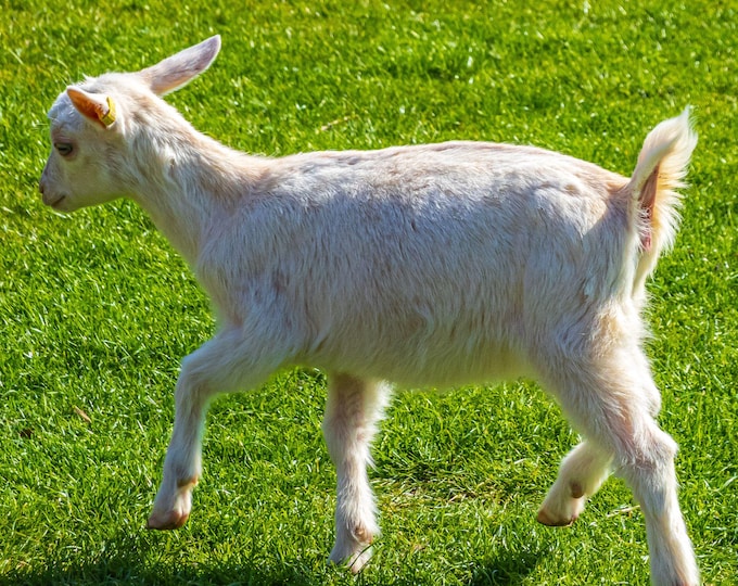 Baby White Kid Goat Photo Download – High Res Farm Animal Wall Art, Gift for Animal Lovers and Kids, Cottage Boho Decor