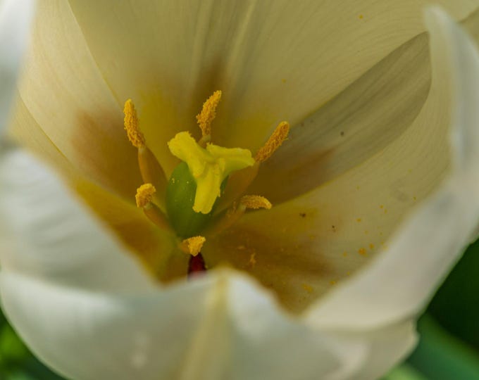 Macro Pale Yellow Tulip Stamens Photo Download