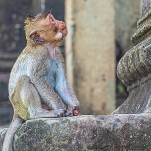 Puede incluir: Un pequeño mono marrón se sienta en una superficie de piedra, mirando hacia arriba con una expresión curiosa. El mono tiene un pelaje marrón claro con un toque de azul, y su cola está enroscada detrás de él.