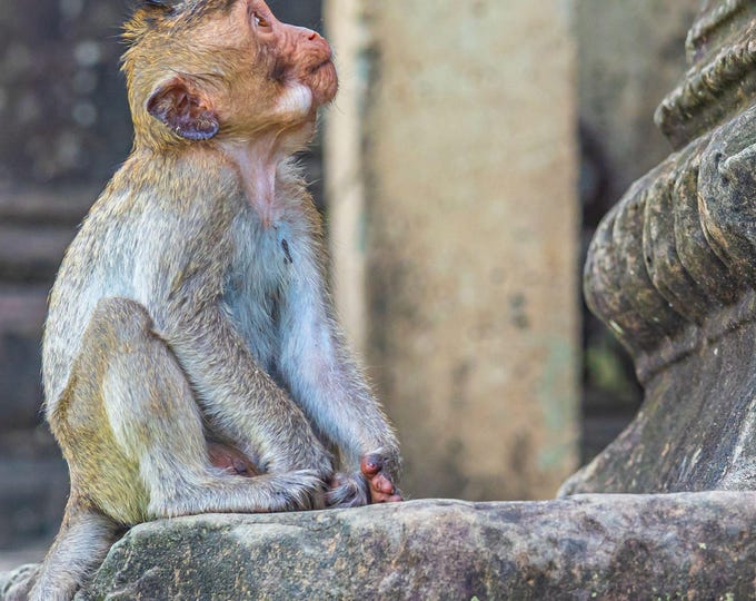 Baby Macaque Monkey Angkor Wat ancient temple  Photo Download, Asia Travel Gift, Wall Art Decor & Nature Art High Res, Nature Decor