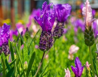 Lavender Field Photo: Purple Flower Landscape Art (Digital Download)