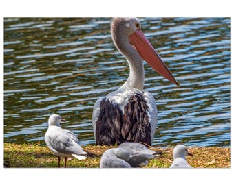 Australian Pelican Wildlife Aluminium Wall Art