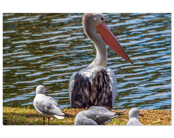 Australian Pelican Wildlife Aluminium Wall Art