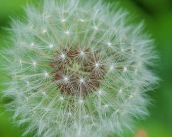 Macro Photo of Dandelion Head - Close Up Nature Print - Instant Download