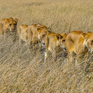 Lions in the Serengeti Photo Download - Wildlife Animal Lover Gift, Tanzania Safari Wall Art