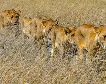 Lions in the Serengeti Photo Download - Wildlife Animal Lover Gift, Tanzania Safari Wall Art