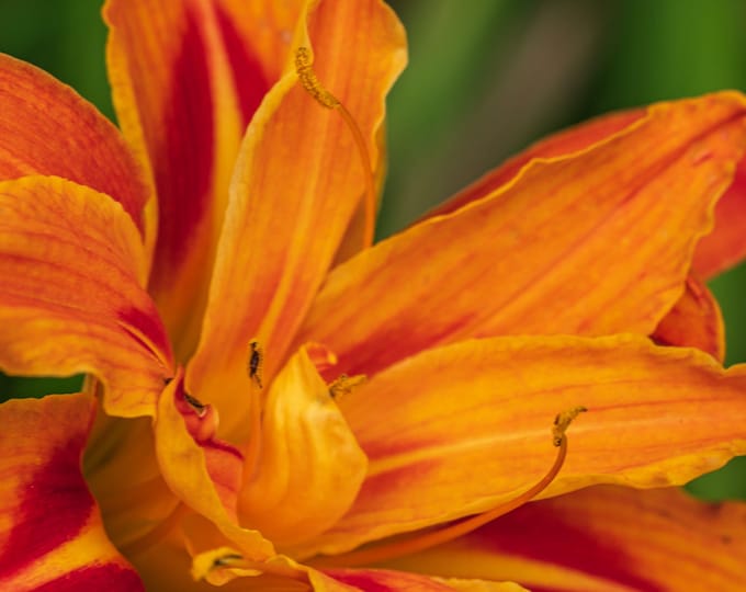 Photo download Orange Daylily Close-Up Macro Photography - Floral Decor for her, garden flower gift, fine art High res print crafted