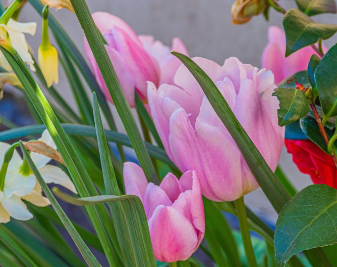 Photo Download Pink Tulips, Yellow Daffodils, and Red Rose , Garden Lover flower Decor, Country Boho wall art Gift for her special occasions