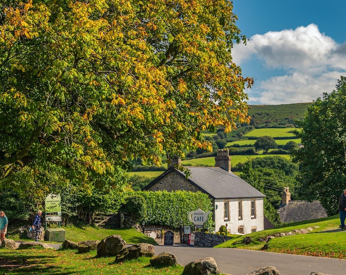 Autumn Dartmoor Photo Download, Widdicombe Golden Tree Print, Fall Landscape Wall Art, Nature Photography, Gift for Nature Lovers