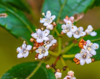 White Viburnum Floral Print: Cottagecore Easter Wall Art (Instant Download)
