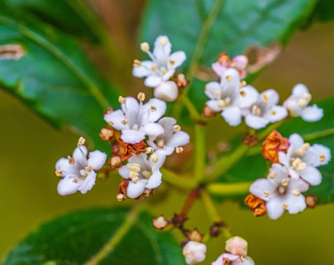 Photo Stunning White Viburnum Flowers | Cottagecore Wall Art | Gardener Gift | Easter Floral Print | Instant Download, High Res for Her