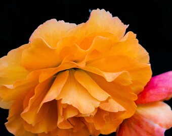 Orange Begonia Photo Print: Bold Floral Close-Up (Digital Download)