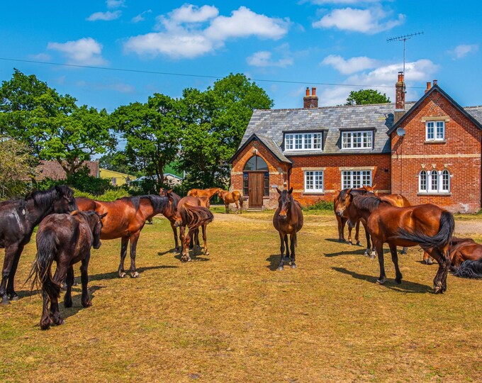 Ponies Grazing in English Countryside | Sweet Summer Herd Photo | Rural Nature Scene | Instant Download Animal Wall Art, Horse Lover Gift