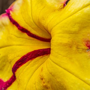 Petunia Macro Photography Print: Yellow & Red Floral Wall Decor (Digital Download)