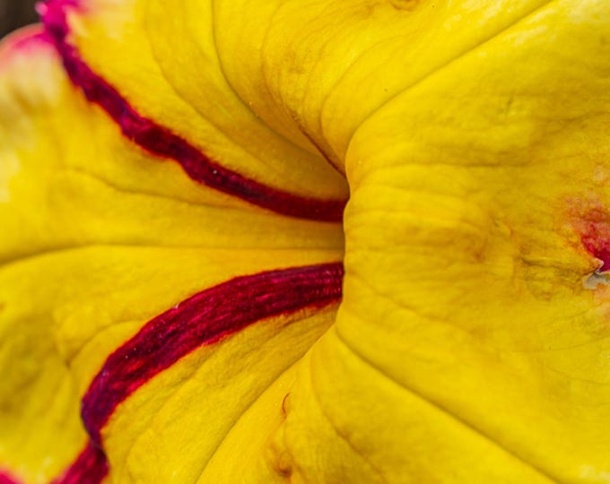 Stunning Yellow and Red Petunia Macro Photo Download, Fine Art Wall Decor, Gift, Floral Gift For Her, High Res Photo