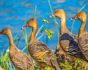 Australian Duck Family Photo: Queensland Summer Scene (Digital Download)