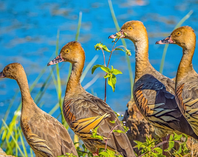 Family of Australian Ducks | Summer Scene Queensland Photo | Instant Digital Download, Bird lover gift for her| River landscape picture|