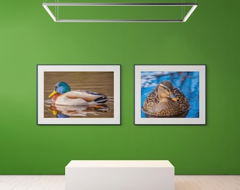 Duck and Mallard River Photo Prints: Nature Lover Wall Art (Digital Download, Set of 2