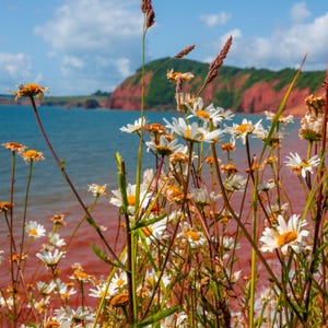 Devon Seaside Daisies Photo Print: English Floral Wall Art (Digital Download)