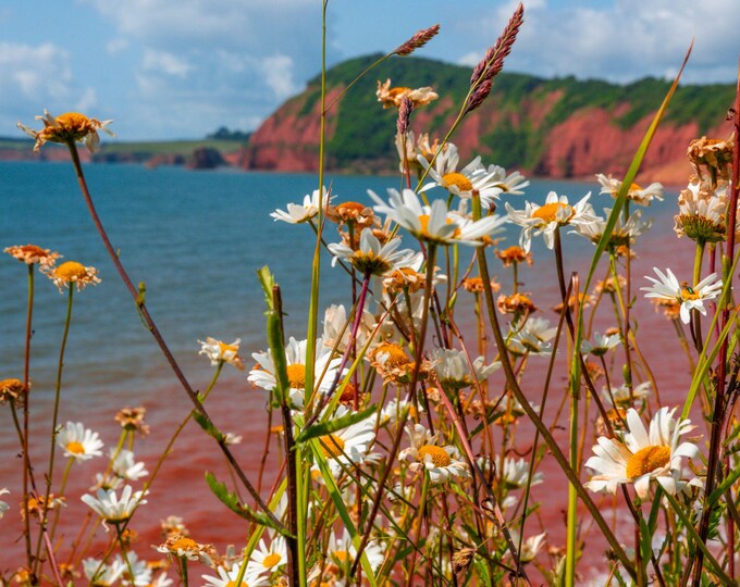 Photo Download Daisies on Devon Seaside Clifftop | English Floral Wall Art | High-Res Nature Print | Gift for Her | Instant Download