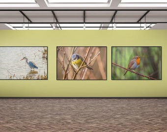 Bird Photography Bundle, 3 Digital Downloads, Robin, Blue Tit & Heron Prints, High-Resolution Wildlife Wall Art