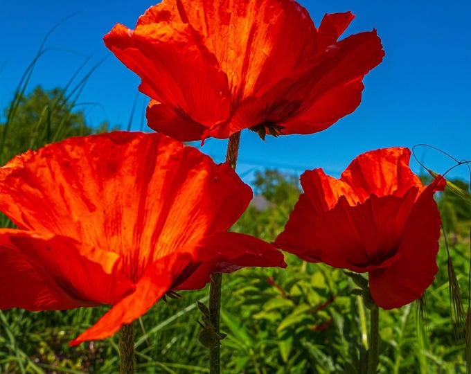 Stunning Red Wild Poppies Photo Download – High-Resolution Fine Art Wall Decor for Nature and Garden Enthusiasts
