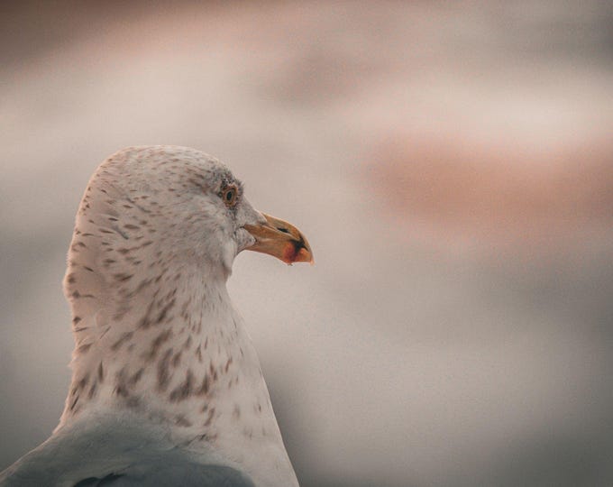 Close-Up Seagull Photo Download, Bathroom Bird Wall Art, Coastal Gift Wild Bird Decor For Her, High Res Fine Art, Memorable Bird Print Gift