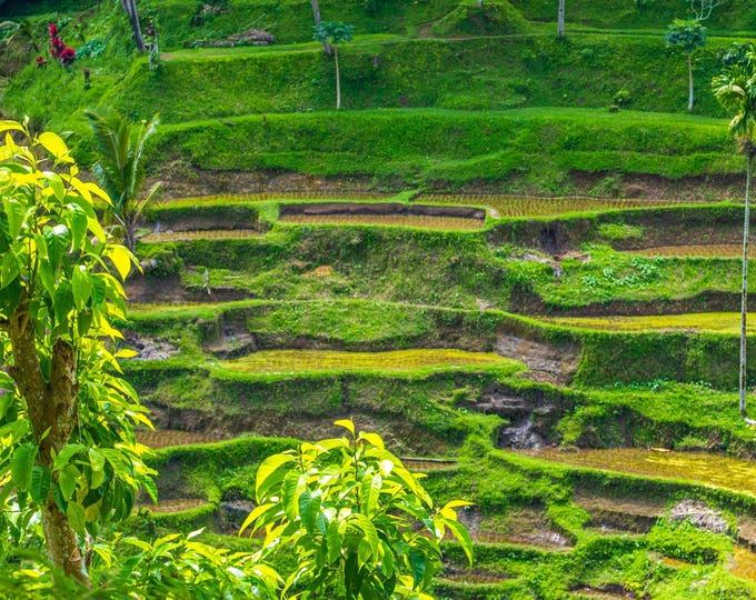 Instant Download: Stunning Terraced Paddy Fields in Thailand | Landscape Photography for Wall Art, Digital Print