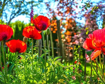Sunlit Red Poppies Print: English Garden Floral Art (Instant Download)