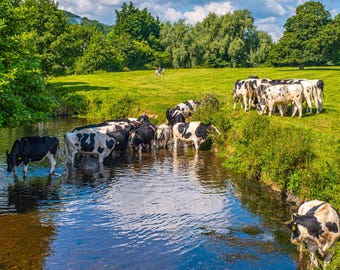 Devon Cattle Photo Download: English Countryside Landscape Fine Art (High Res)